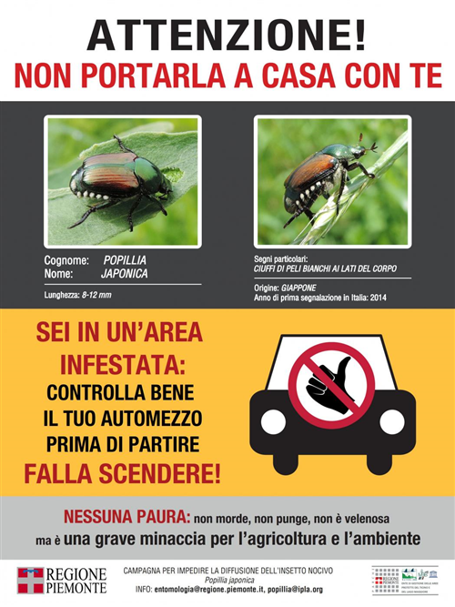 POPILLIA JAPONICA - Piano d’azione 2026 della Regione Piemonte.
La Regione Piemonte ha avviato il Piano d’azione 2026 per il contenimento di Popillia japonica, insetto nocivo che può arrecare danni a colture agricole, prati e piante ornamentali.